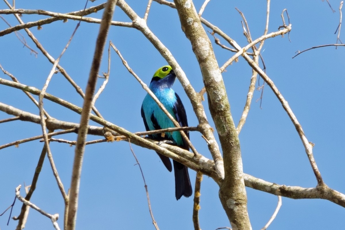 Paradise Tanager - ML639918590