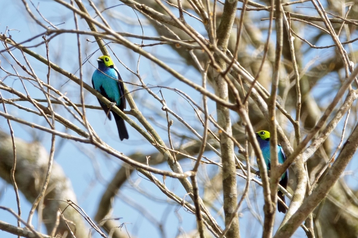 Paradise Tanager - ML639918591
