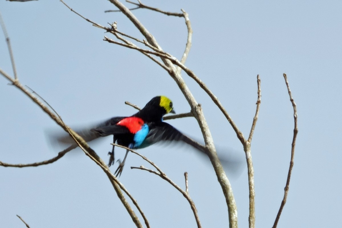 Paradise Tanager - ML639918598