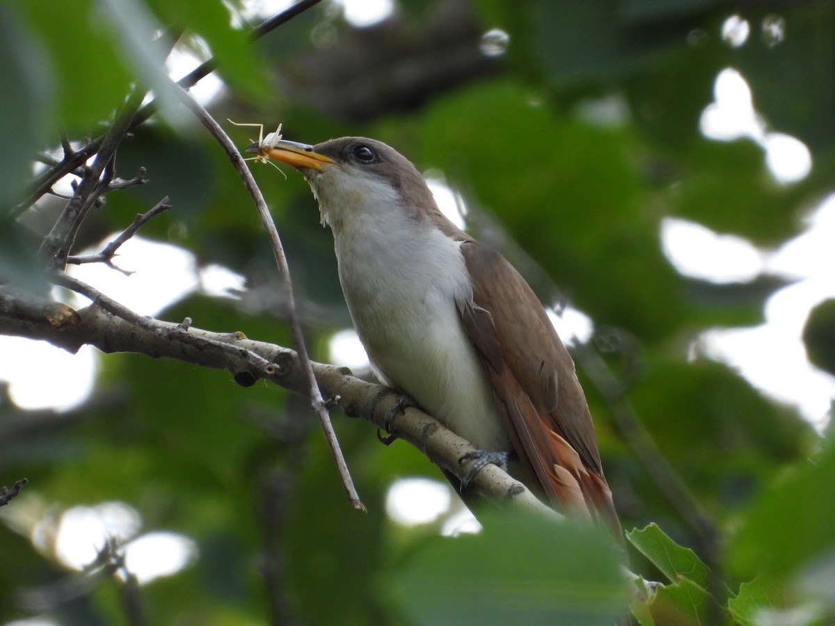 Yellow-billed Cuckoo - ML639918599