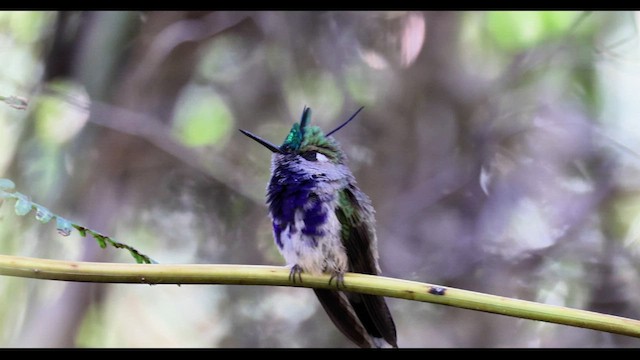 Green-crowned Plovercrest - ML639918624