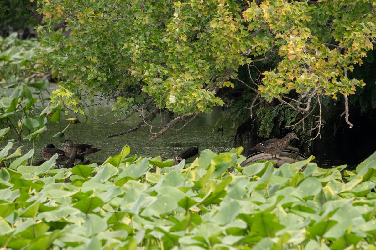 Wood Duck - ML639918703