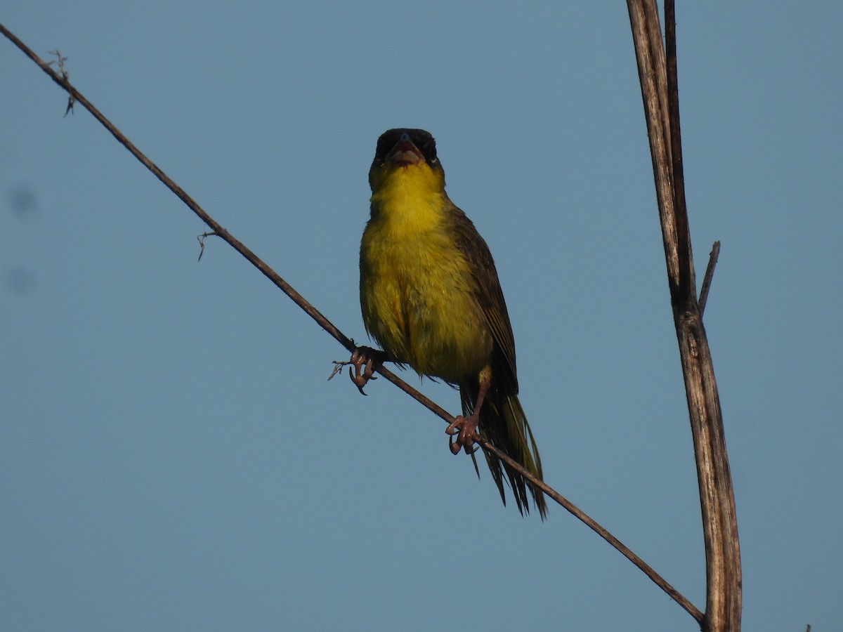 Gray-crowned Yellowthroat - ML639918706