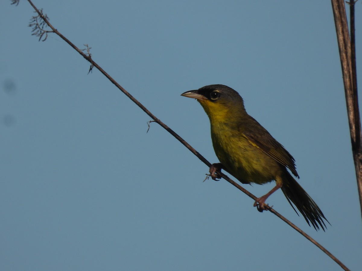 Gray-crowned Yellowthroat - ML639918707