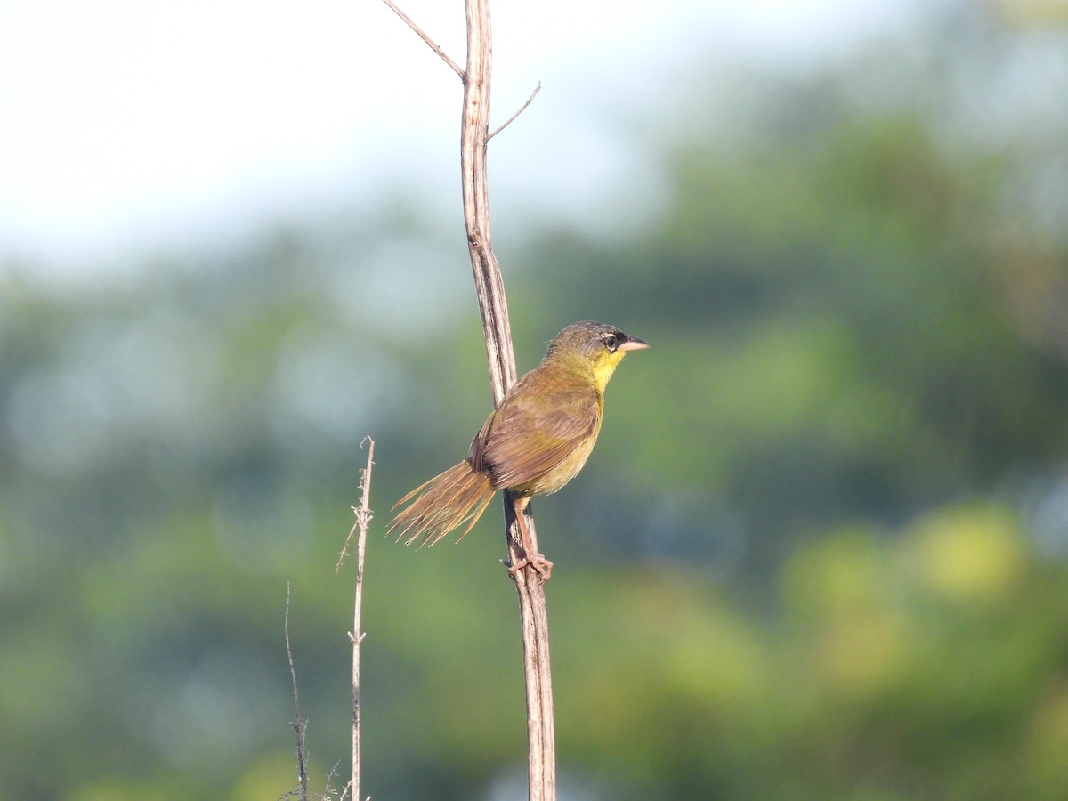 Gray-crowned Yellowthroat - ML639918708