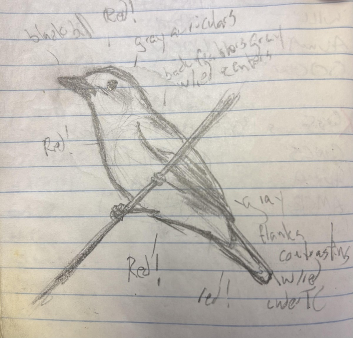 Hepatic Tanager (Northern) - ML639918759