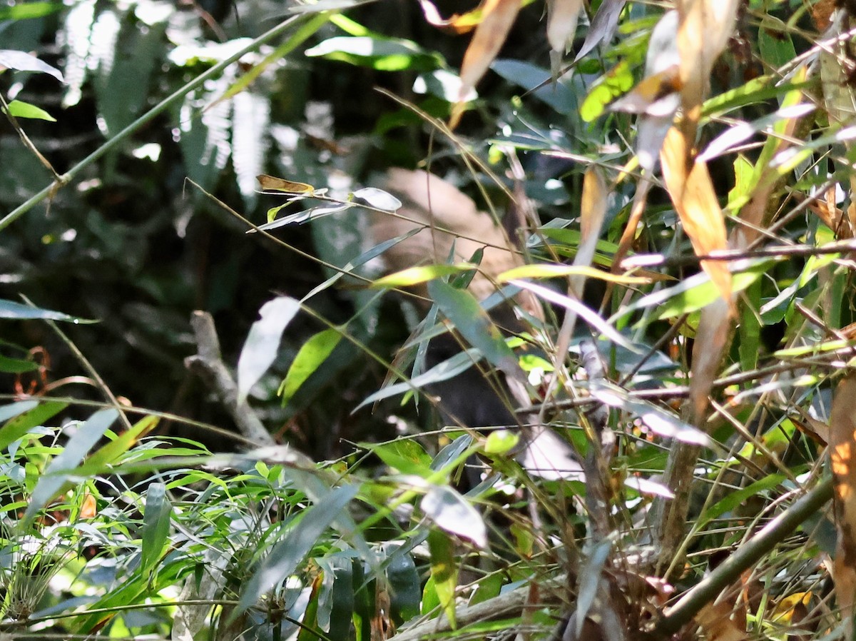Tataupa Tinamou - ML639918772