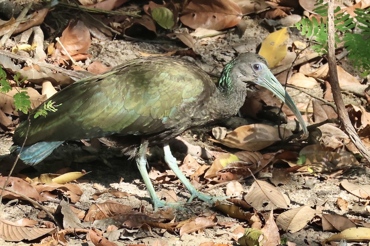 Green Ibis - ML639918800