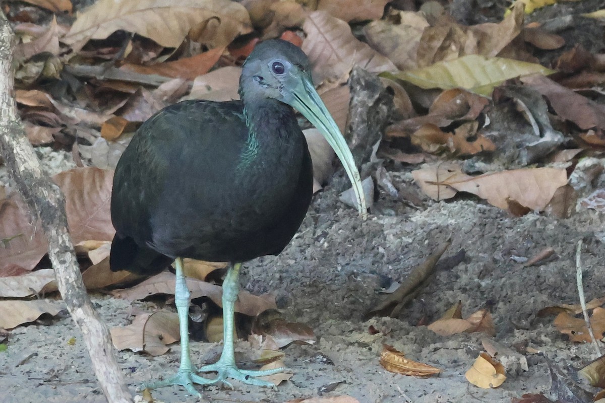 Green Ibis - ML639918808