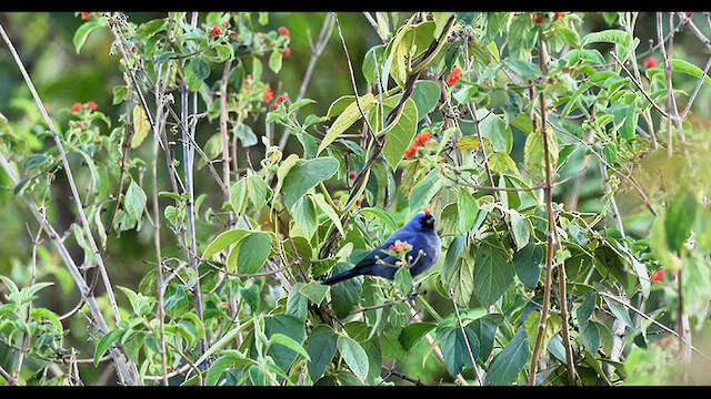 Diademed Tanager - ML639918840