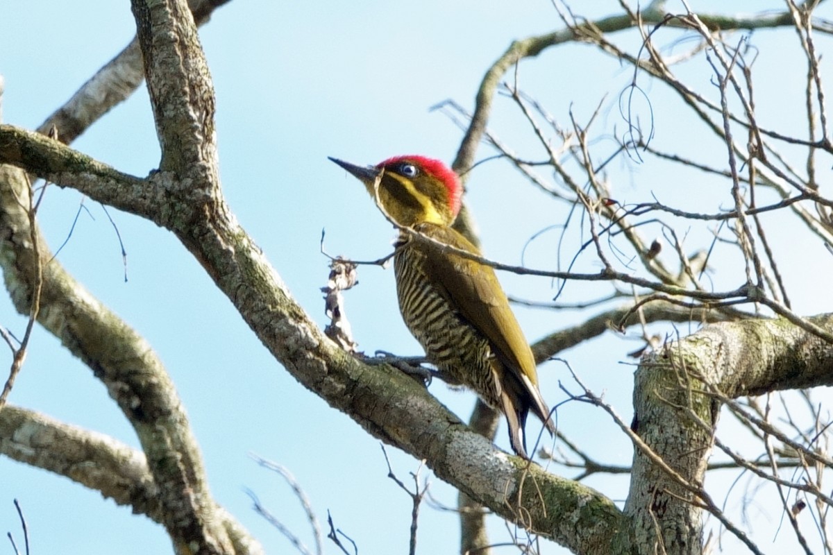 Golden-green Woodpecker - ML639918872