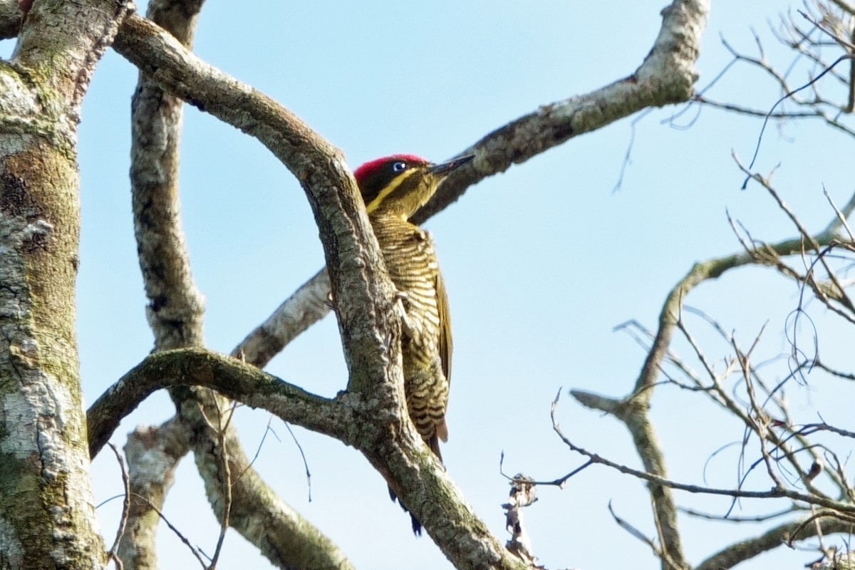 Golden-green Woodpecker - ML639918873