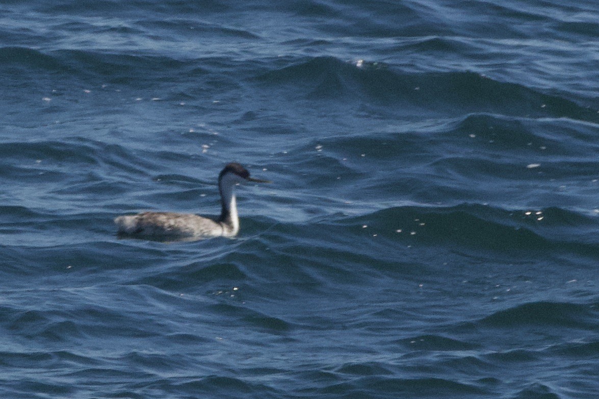Western Grebe - ML639918888