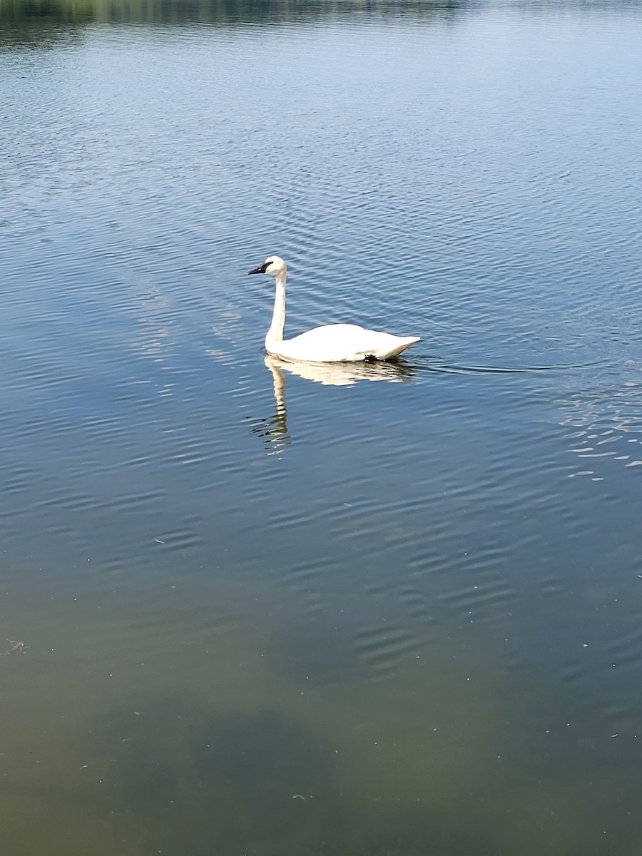 Trumpeter Swan - ML639918905