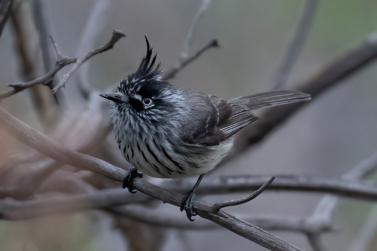 Tufted Tit-Tyrant - ML639918963