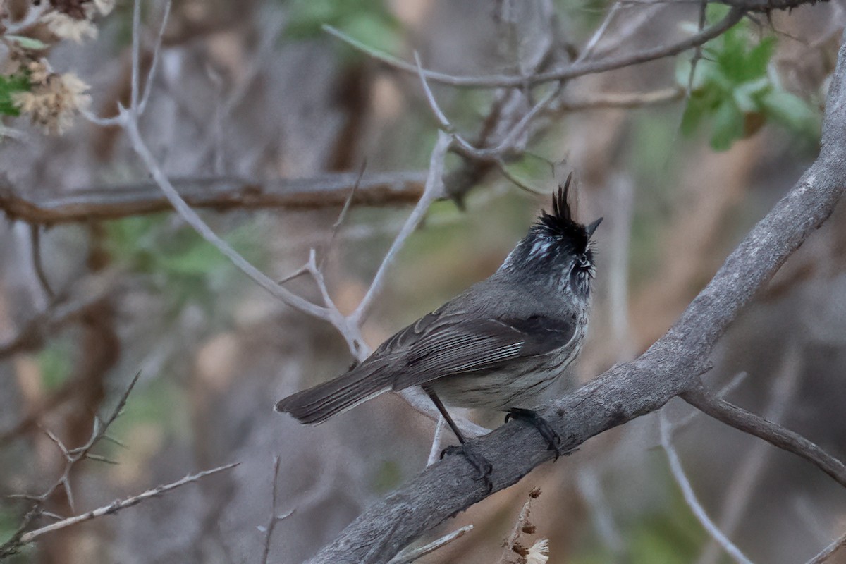 Tufted Tit-Tyrant - ML639918964