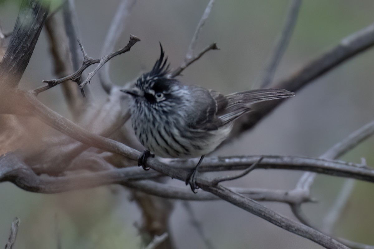 Tufted Tit-Tyrant - ML639918965