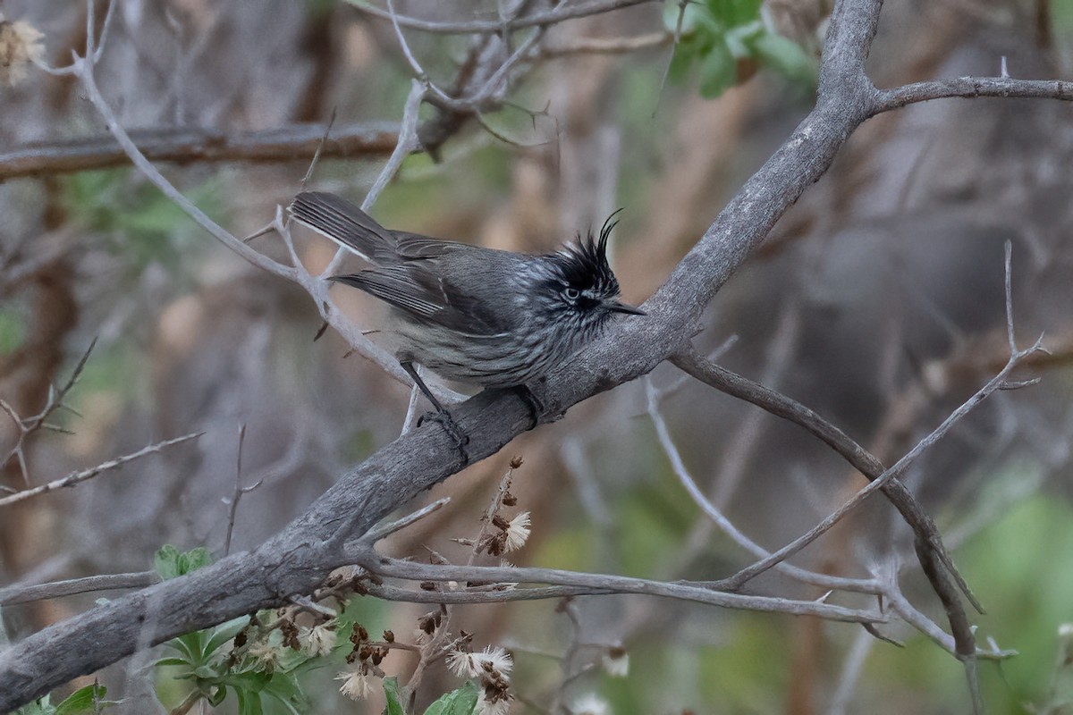 Tufted Tit-Tyrant - ML639918966