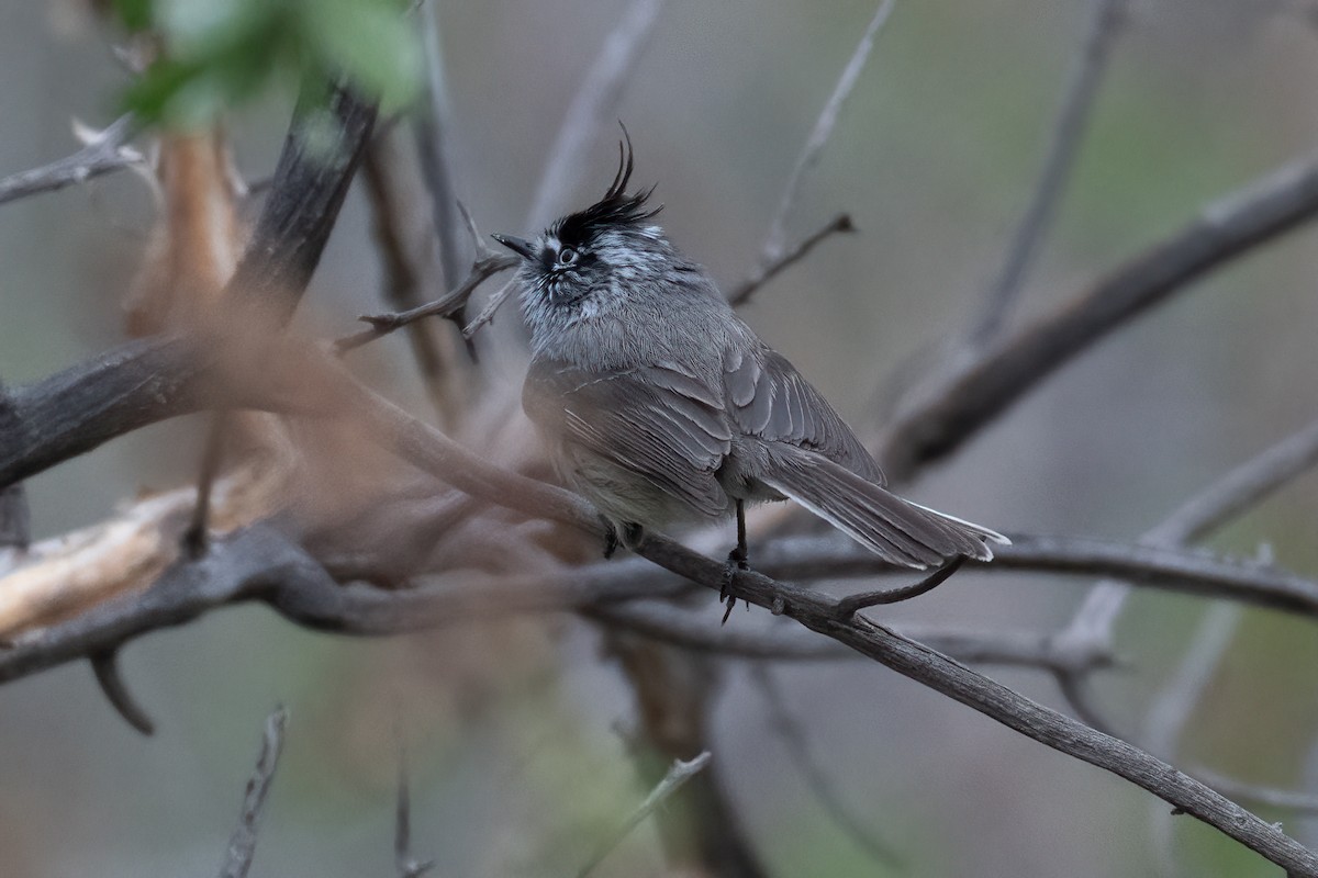 Tufted Tit-Tyrant - ML639918967