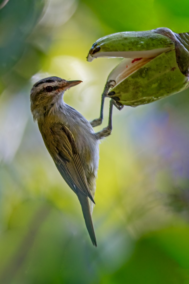 Red-eyed/Chivi Vireo - ML639919003