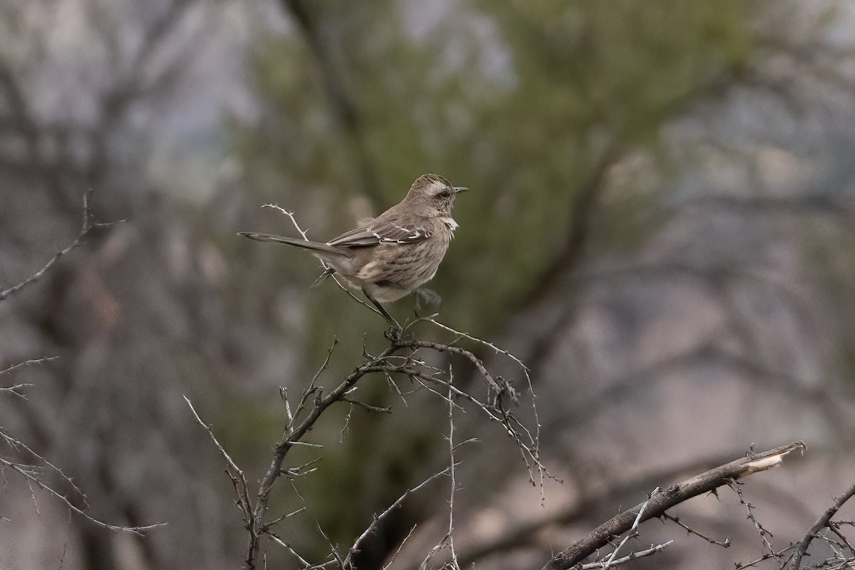Plain-mantled Tit-Spinetail - ML639919012