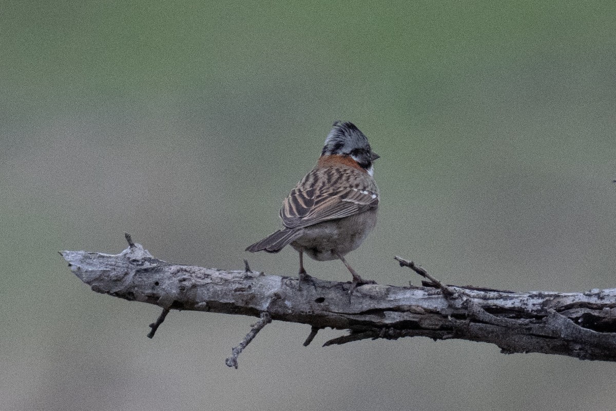 Rufous-collared Sparrow - ML639919026