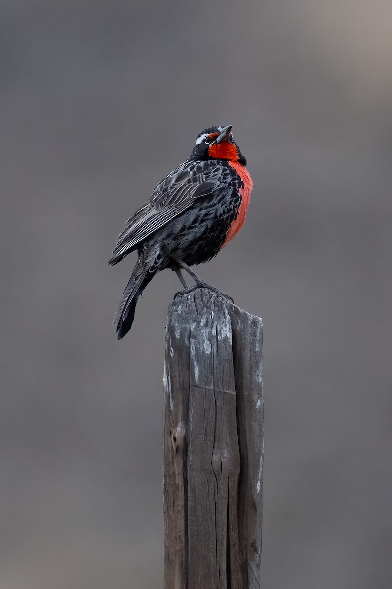 Long-tailed Meadowlark - ML639919043