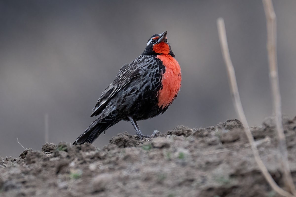 Long-tailed Meadowlark - ML639919044