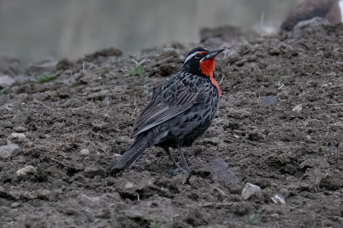 Long-tailed Meadowlark - ML639919045
