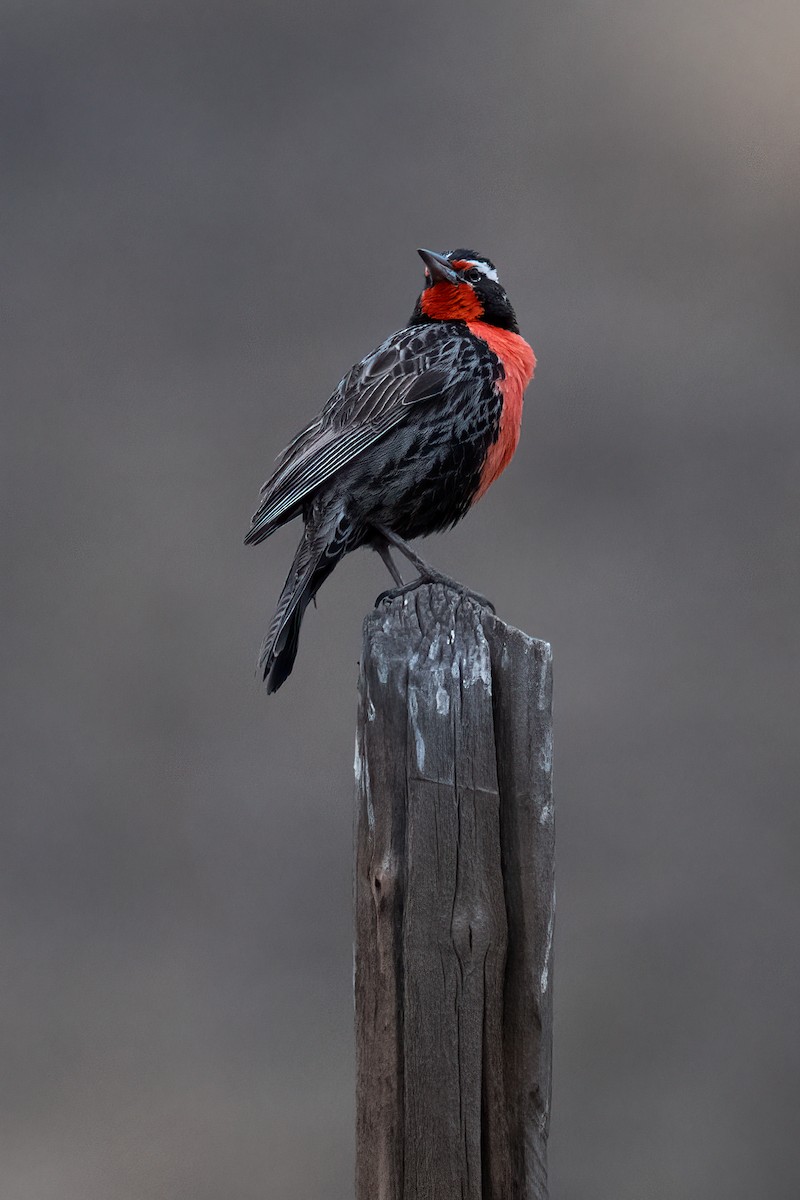 Long-tailed Meadowlark - ML639919047