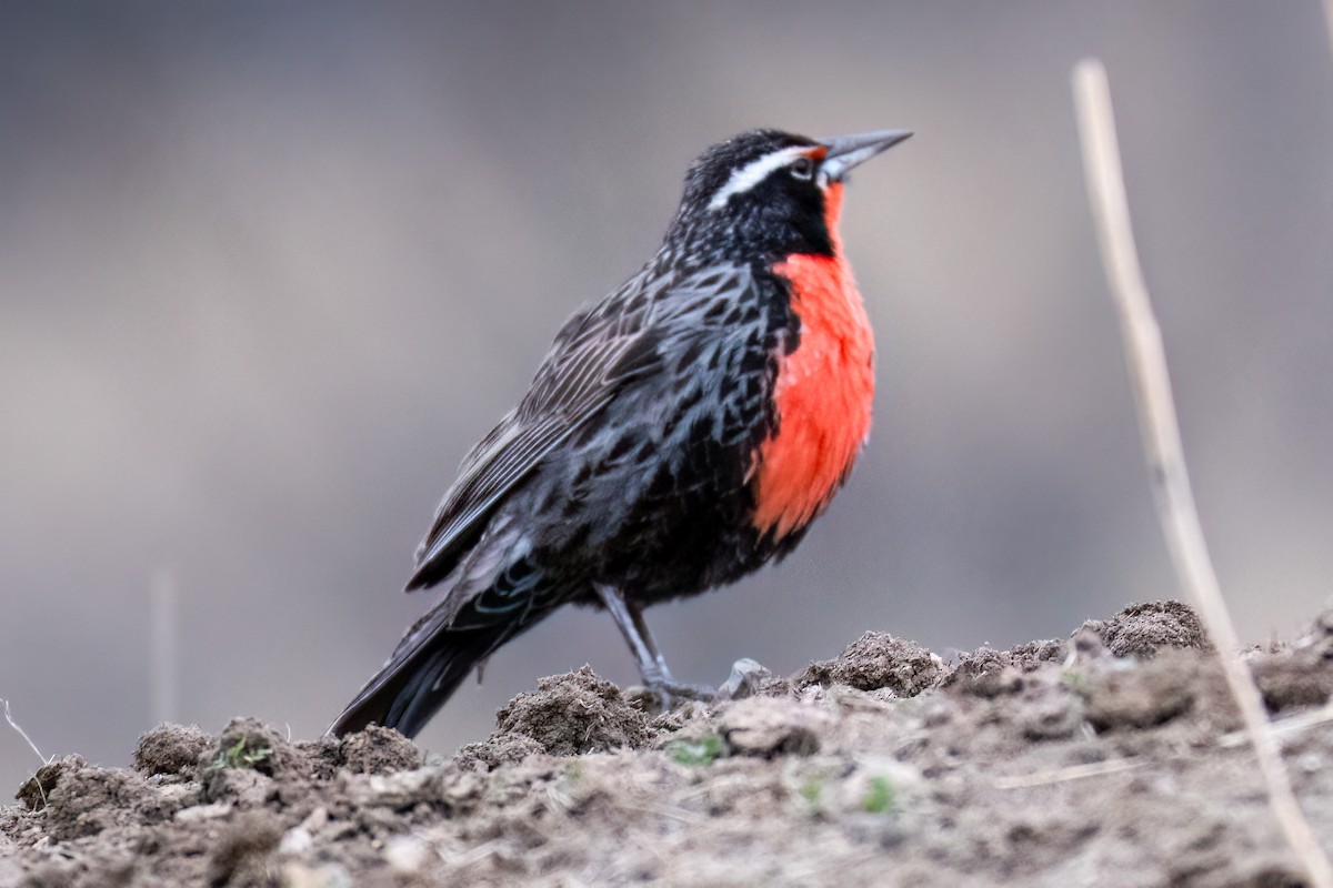 Long-tailed Meadowlark - ML639919048