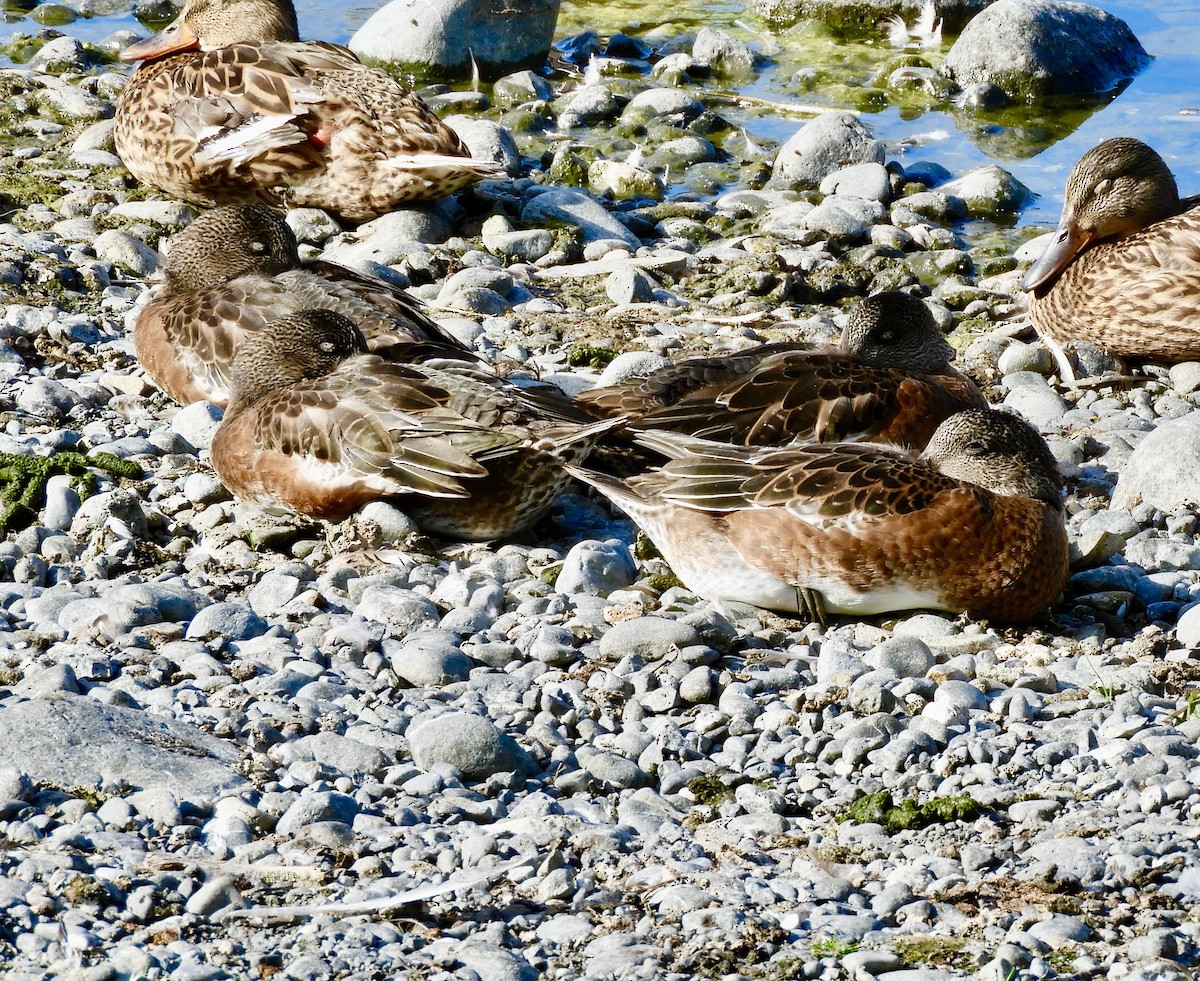 American Wigeon - ML639919056