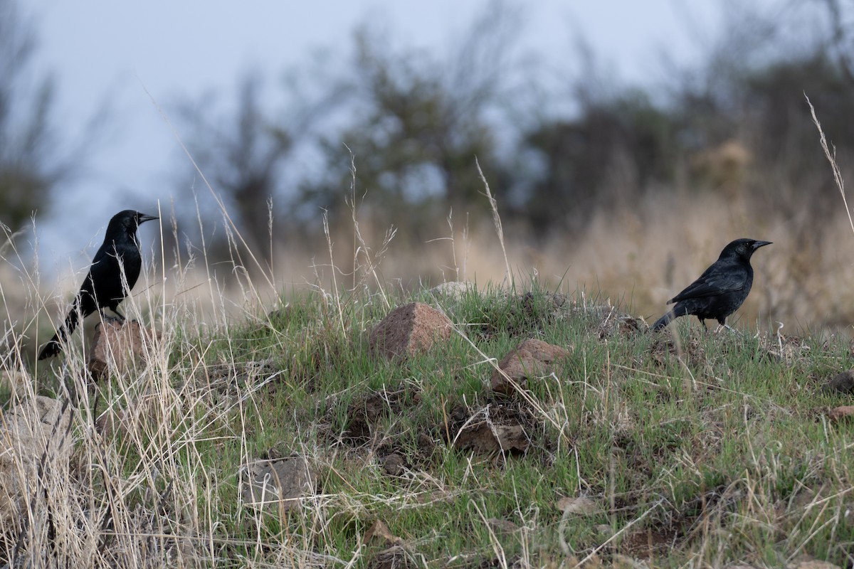 Austral Blackbird - ML639919058