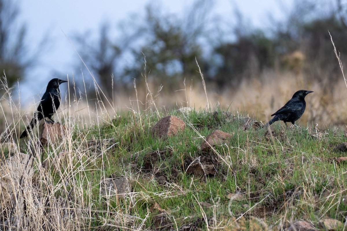 Austral Blackbird - ML639919060