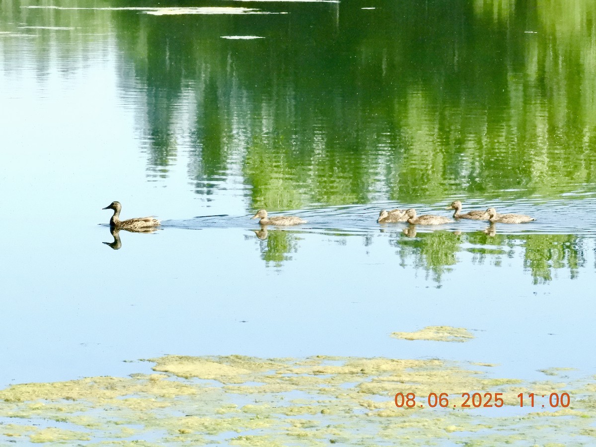 Mallard - ML639919062