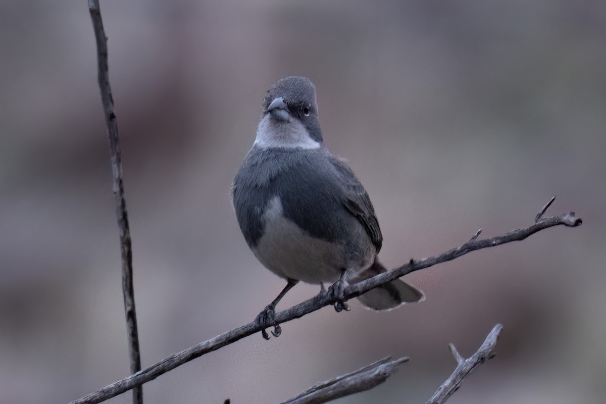 Diuca Finch - ML639919066