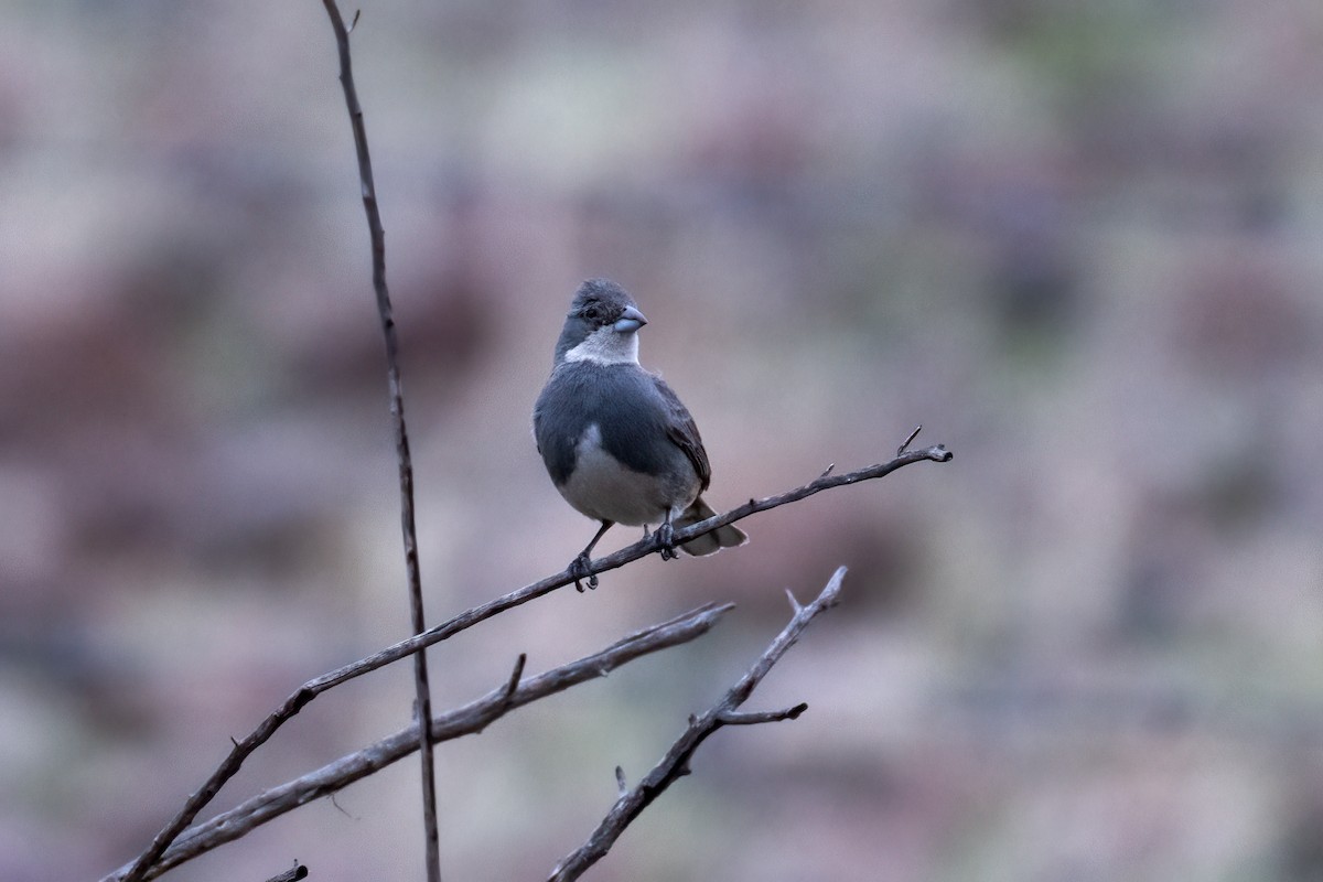 Diuca Finch - ML639919067
