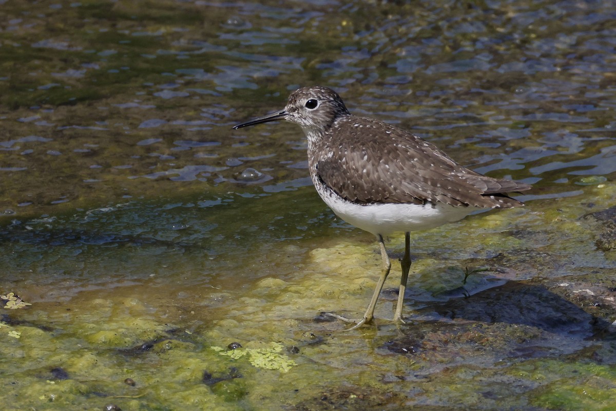 Solitary Sandpiper - ML639919074