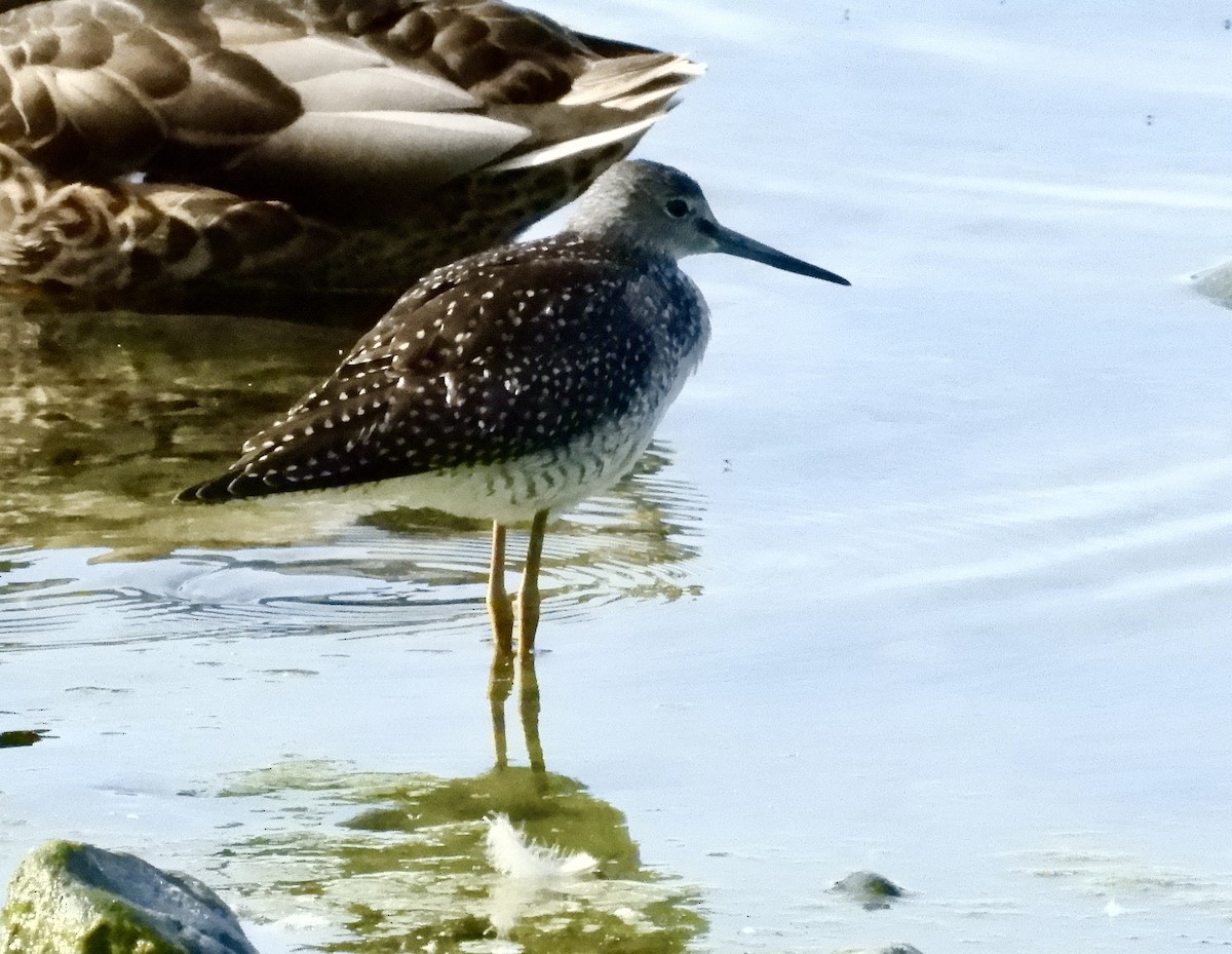 Greater Yellowlegs - ML639919077