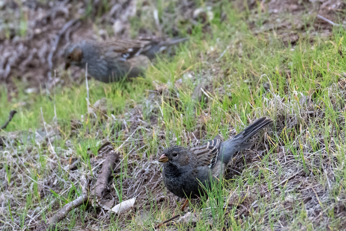 Mourning Sierra Finch - ML639919087