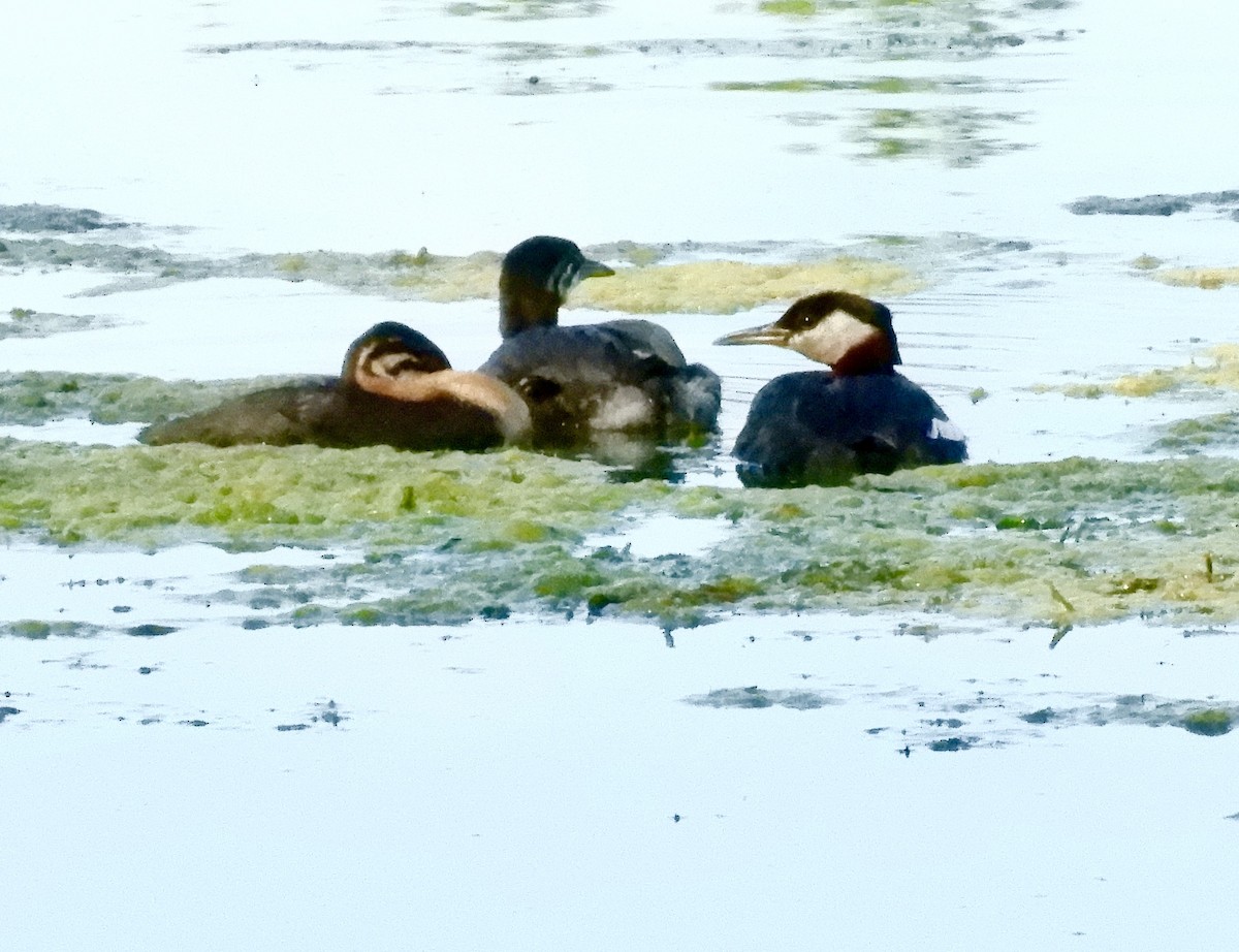 Red-necked Grebe - ML639919088