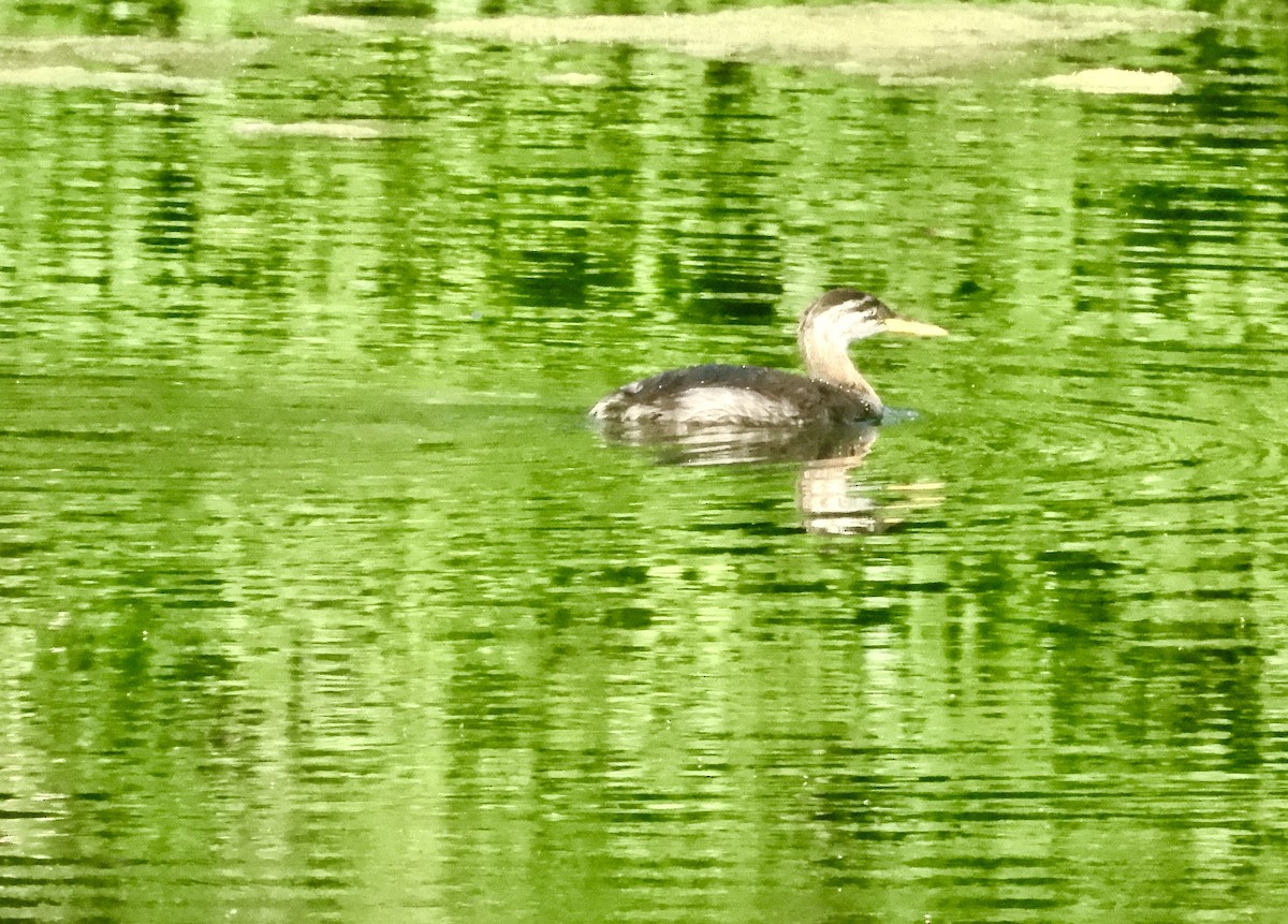 Red-necked Grebe - ML639919089