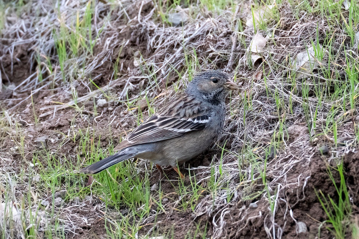 Mourning Sierra Finch - ML639919090