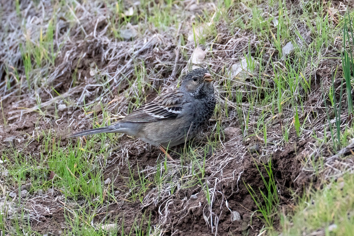 Mourning Sierra Finch - ML639919092