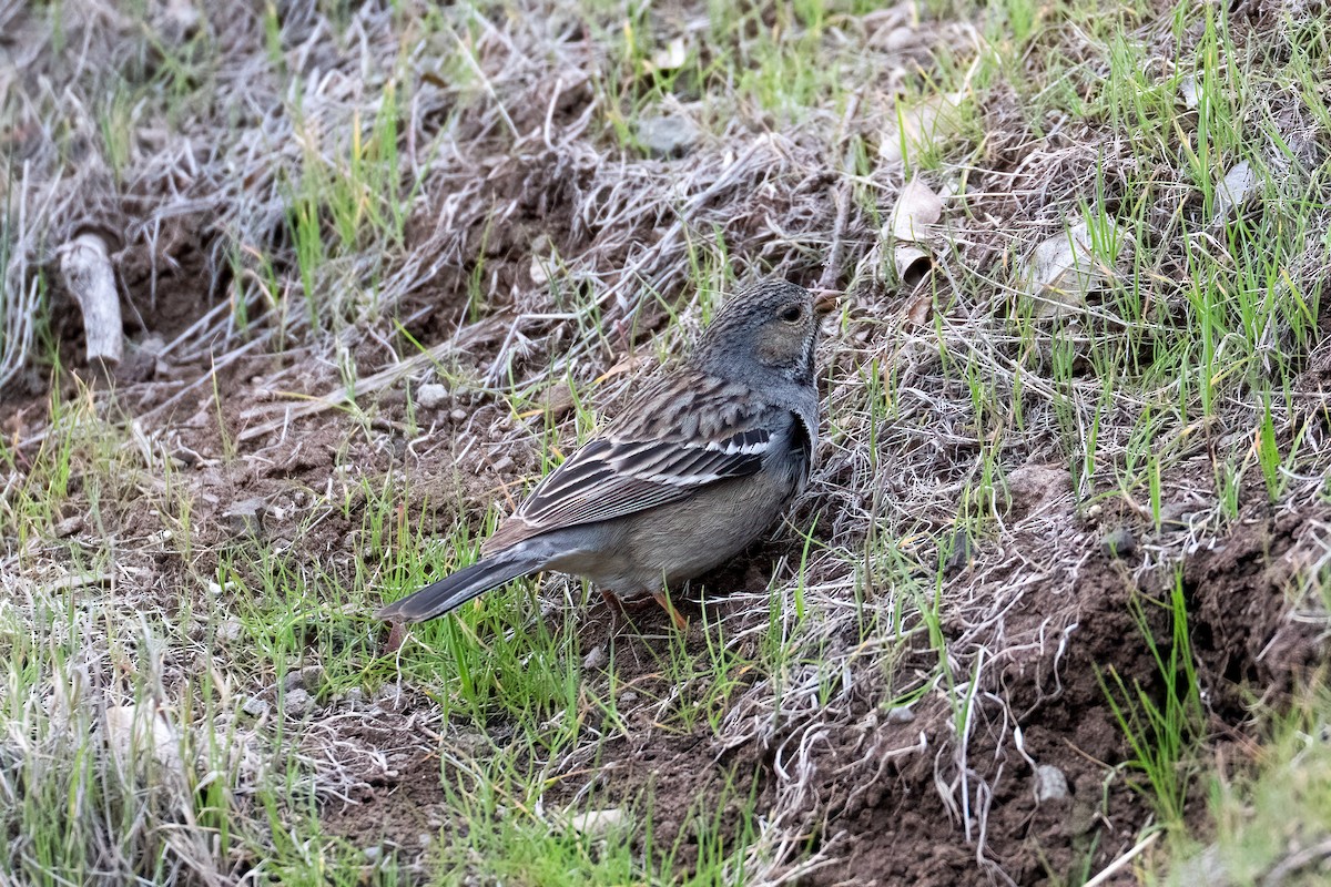 Mourning Sierra Finch - ML639919094