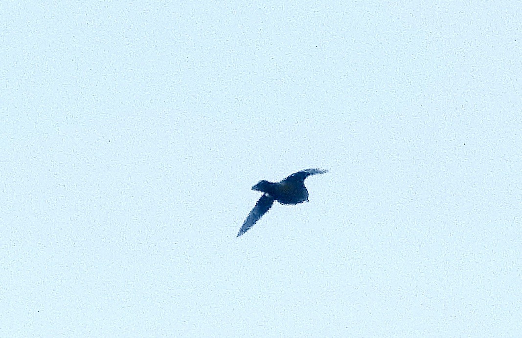 Merlin - ML639919123
