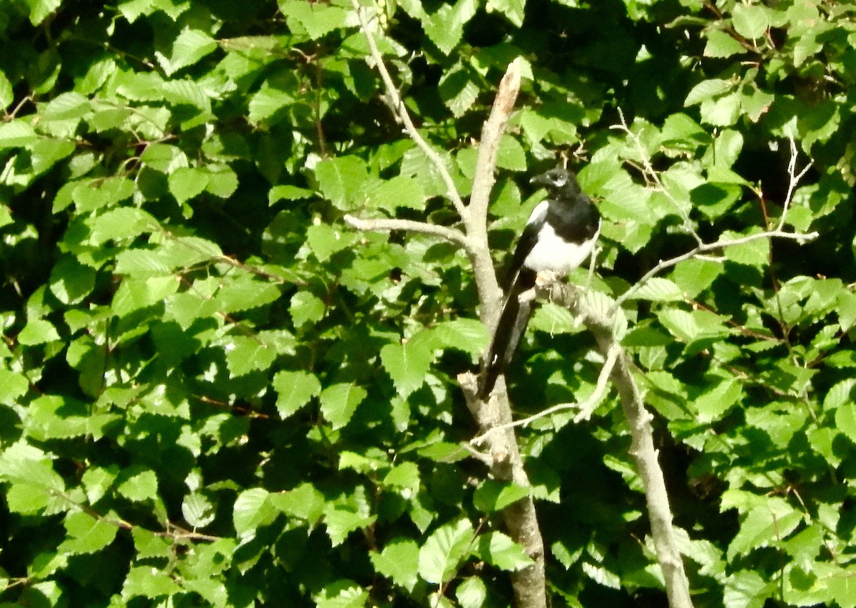Black-billed Magpie - ML639919131