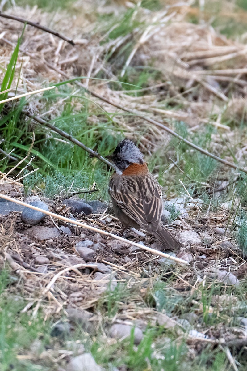 Rufous-collared Sparrow - ML639919133