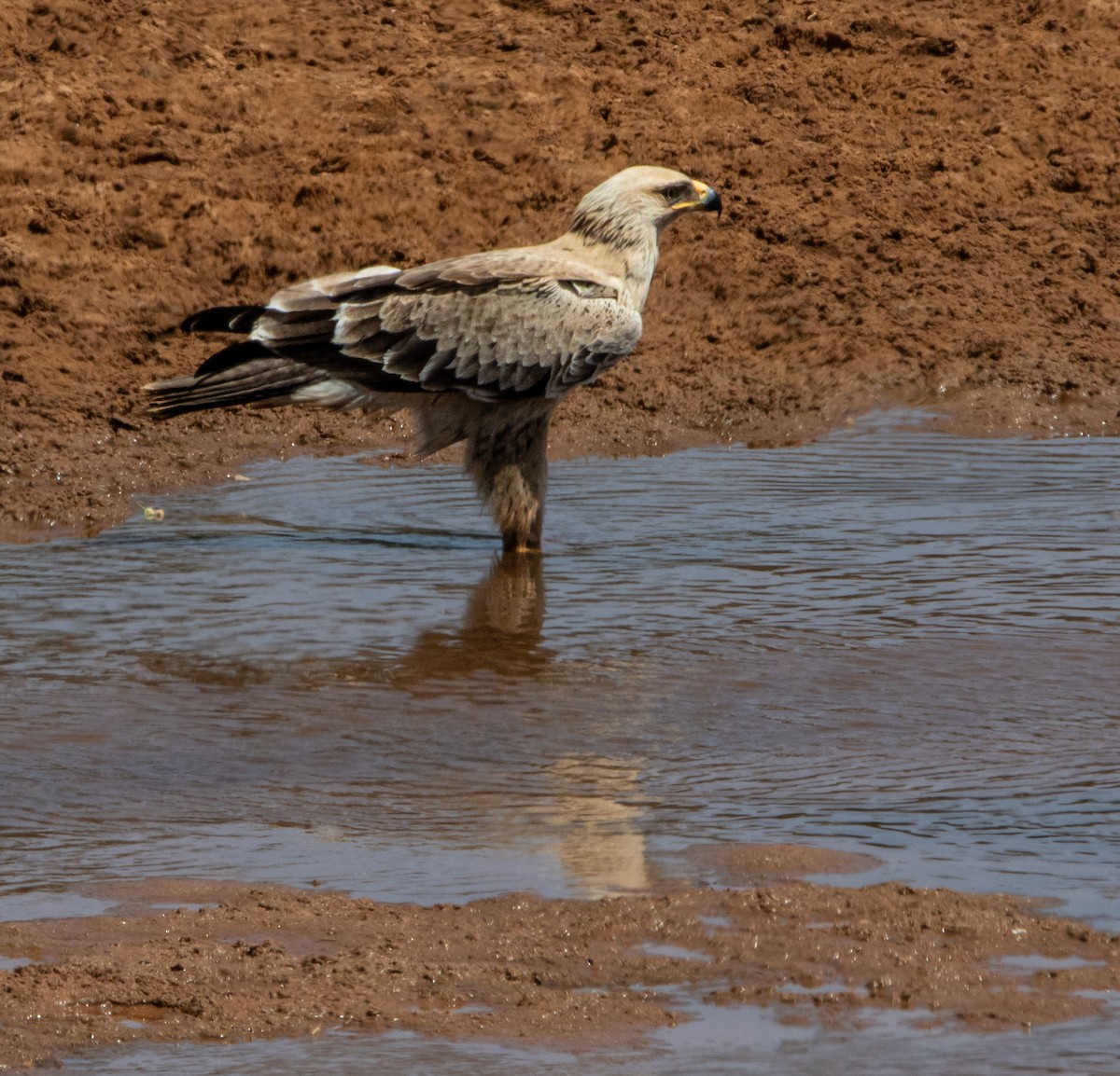 Aquila rapace - ML639919135