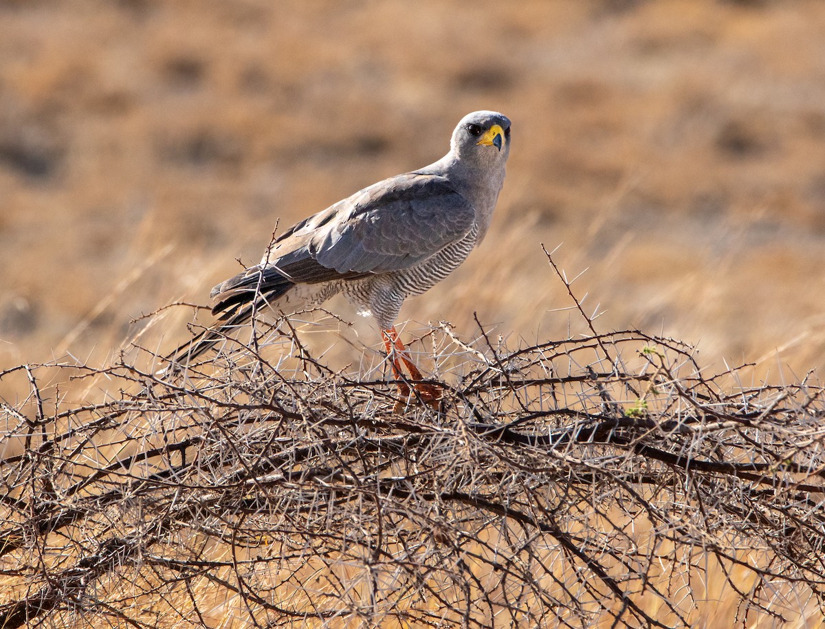 Eastern Chanting-Goshawk - ML639919148